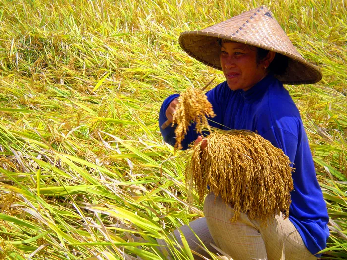 Kedaulatan Pangan Petani Tradisi