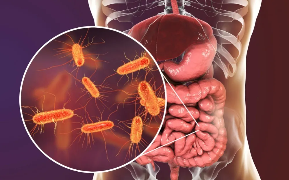 Pertumbuhan dan Kelangsungan Hidup Escherichia coli