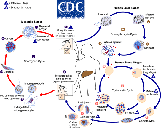 Plasmodium dan Daur Hidup Parasit Malaria (Catatan Hari Malaria Sedunia)