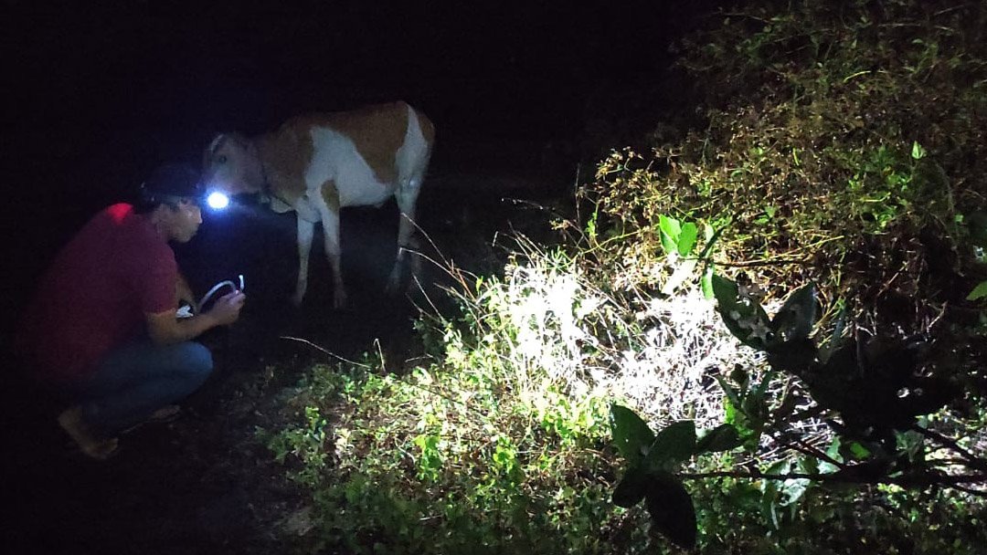 Penangkapan Spesies Nyamuk di Agrabinta