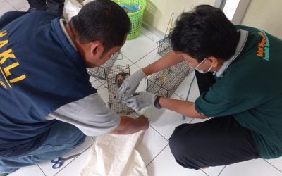 Konfirmasi Reservoir Leptospirosis Kabupaten Pangandaran