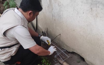 Memasang Perangkap Tikus di Wilayah Terjangkit Leptospirosis