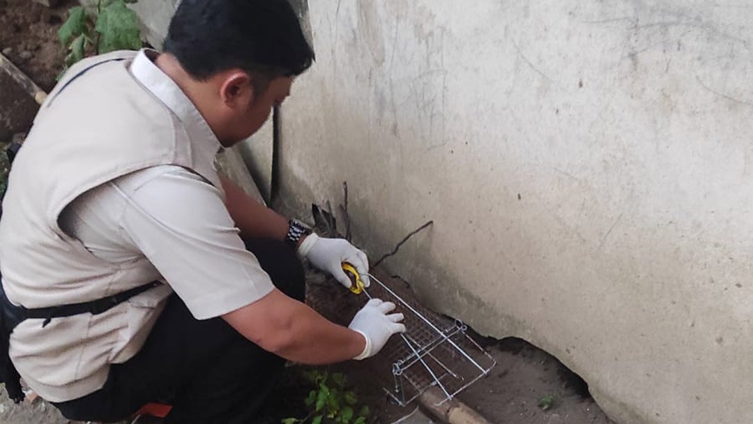 Memasang Perangkap Tikus di Wilayah Terjangkit Leptospirosis