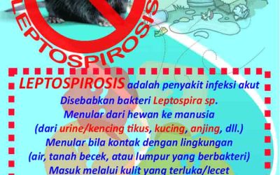 KALA MUSIM PENGHUJAN, WASPADA LEPTOSPIROSIS.